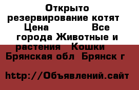 Открыто резервирование котят › Цена ­ 15 000 - Все города Животные и растения » Кошки   . Брянская обл.,Брянск г.